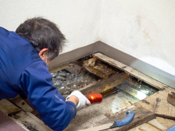 Best Basement Mold Remediation in West Glendive, MT