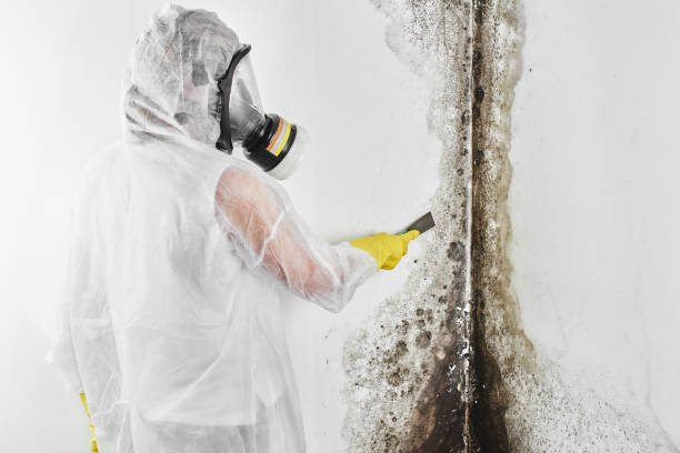 Best Black Mold Remediation in West Glendive, MT