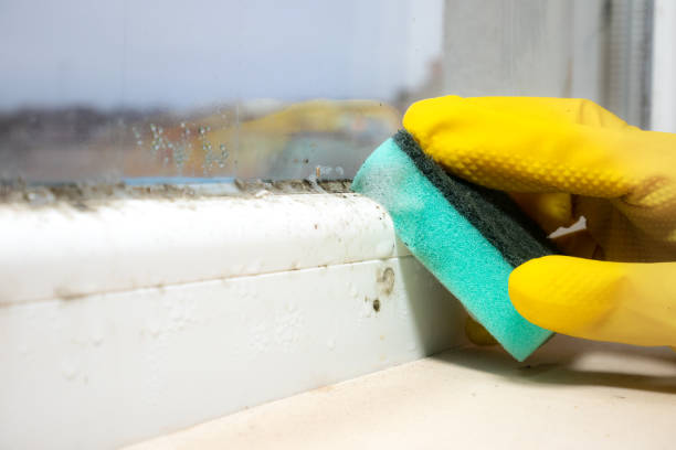 Best White Mold Remediation in West Glendive, MT