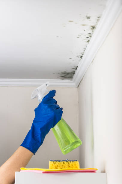 Best Commercial Mold Remediation in West Glendive, MT
